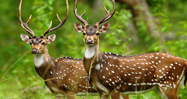  কাঞ্চনপুরের বনাঞ্চলে হরিণ শিকারির দৌরাত্ম্য