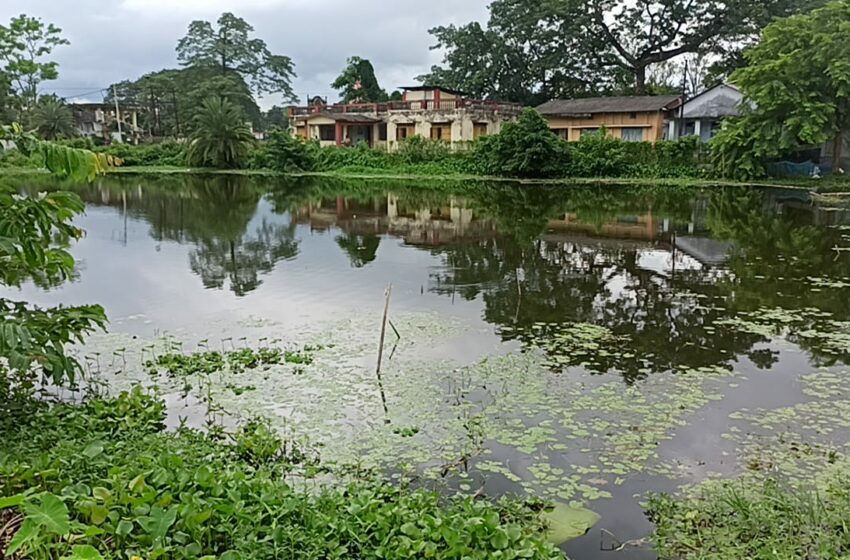  সুইমিং পুলে মাছের চাষ!!