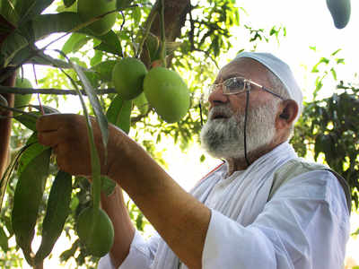  একই গাছে ৩০০ প্রজাতির আম ফলিয়ে অসাধ্য সাধন