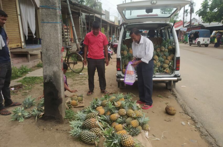  বিপাকে আনারস চাষীরা