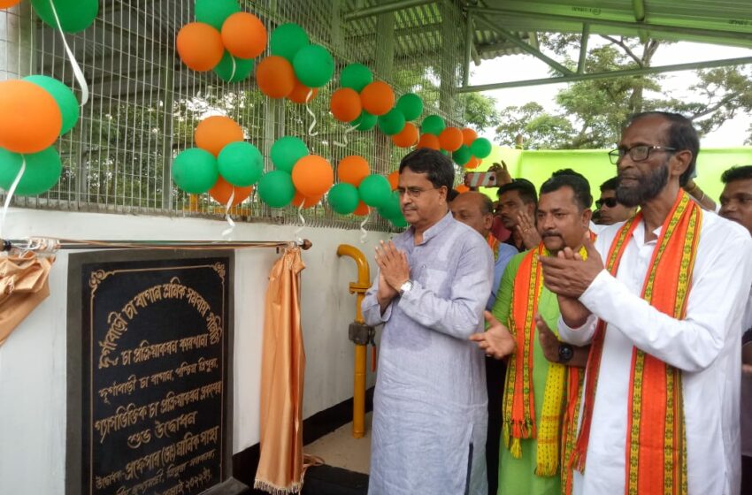  কদর বাড়ছে ত্রিপুরার উৎপাদিত চা পাতার : মুখ্যমন্ত্রী