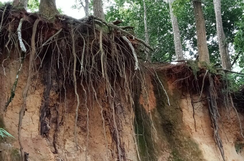  বিপজ্জনক গাছের সারি!!!