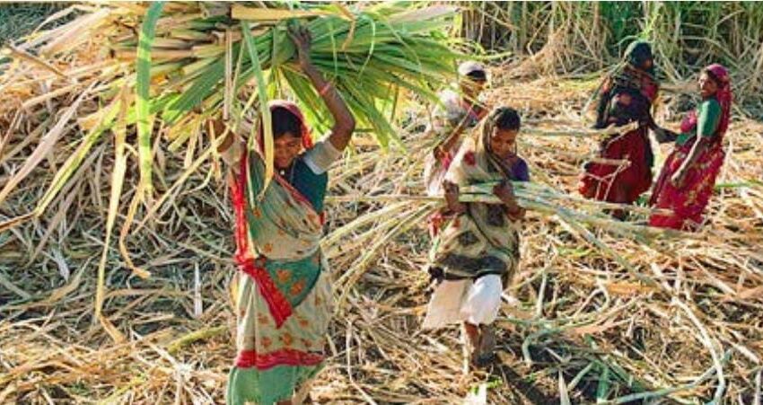  উত্তরপ্রদেশে নতুন প্রজাতির আঁখের চাষ করছেন স্বনির্ভর গোষ্ঠীর মহিলারা