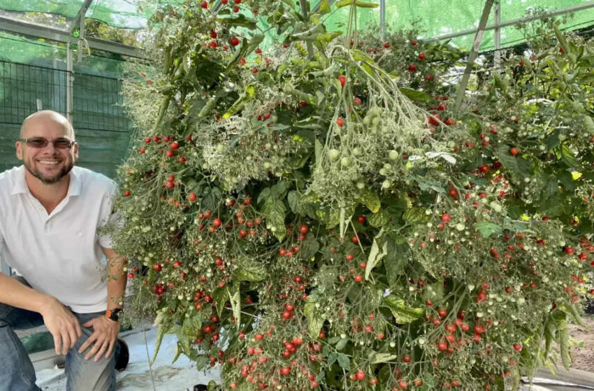  এক চারার গাছে ৬ হাজার টমেটো ফলিয়ে রেকর্ড ব্রিটিশ কৃষকের