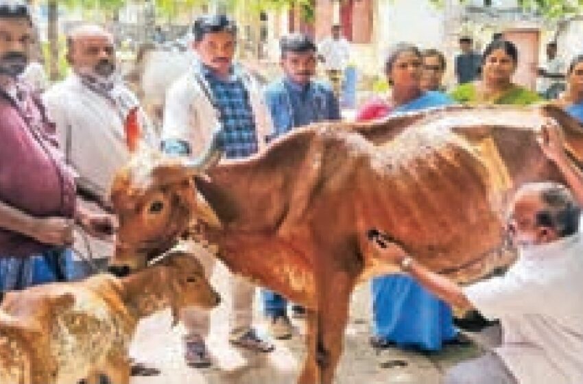  গরুর পেট থেকে বেরোল ৬৫ কেজি প্লাস্টিক