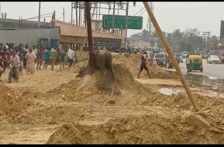  বলি দেওয়ার জন্য নিয়ে আসা মহিষের তাণ্ডবে লন্ডভন্ড মাতাবাড়ি এলাকা!!