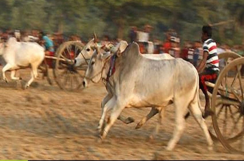  জালিকাট্টু, কাম্বালা ও গরুর গাড়ির দৌড়কে সাংবিধানিক সুরক্ষা দিল সুপ্রিম কোর্ট