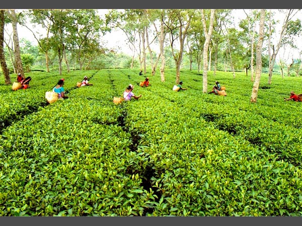  বৃষ্টির অভাবে চা বাগিচার উৎপাদন ব্যাহত, আর্থিক ক্ষতি।