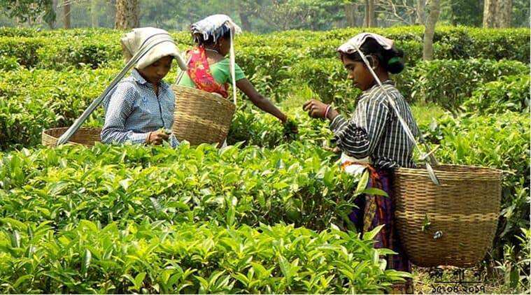  তীব্র তাপদাহে দেশের চা শিল্পে মারাত্মক প্রভাব, চিন্তায় বোর্ড।