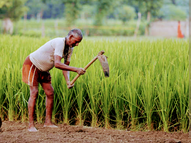  কৃষকের লাভ-ক্ষতি!!