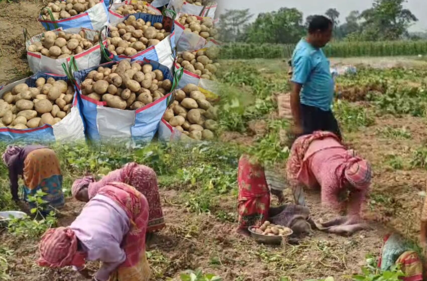  আলু চাষে ব্যাপক সাফল্য কৃষক সুমনের!!